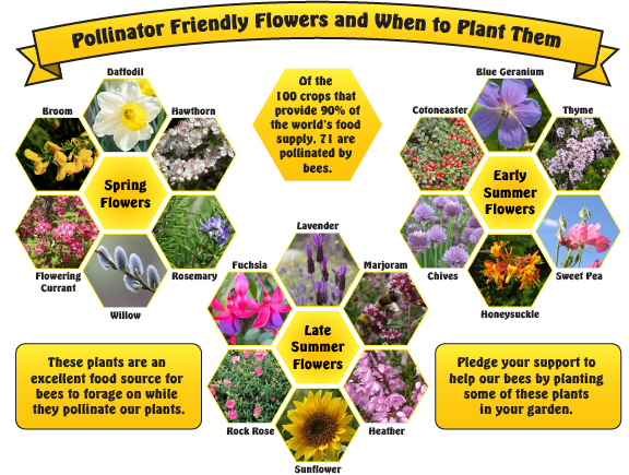 Top Honey Plants for Producing the Best Honey - DIY Gardening & Better ...