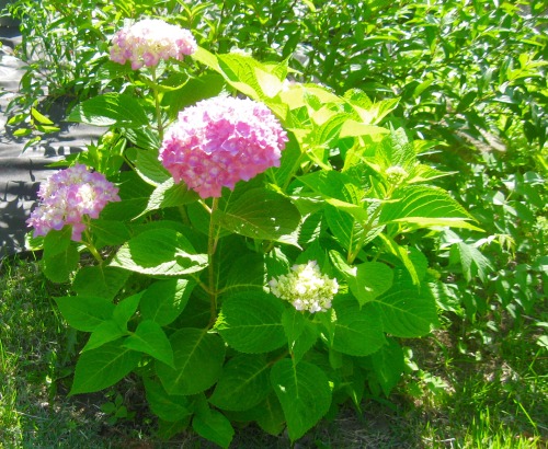 geopsych:Someone’s hydrangea, June 2015.