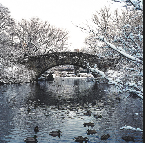 newberynyc:Hasselblad 501C in Central Park  3.21.15Shot w....