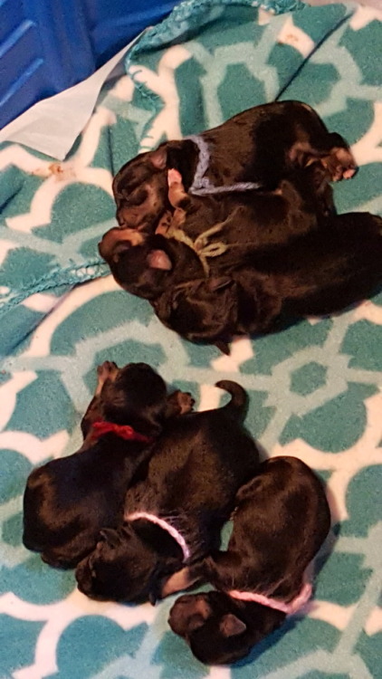 New litter of pups. One day old. There are 6 this time 4M...