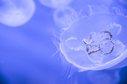 jellyfish jellies animal acquarium photography original photographers photographers on tumblr artists on tumblr lensblr original photography landscape scenery explore travel