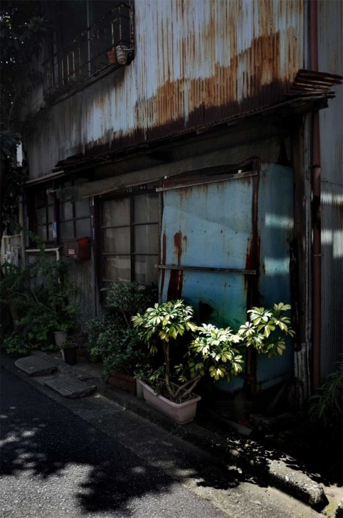 いまここに、、、　　　　　東京・向島