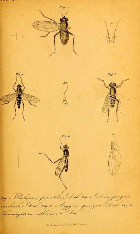 Diptera of the Dutch East Indies and related subjectsBy...