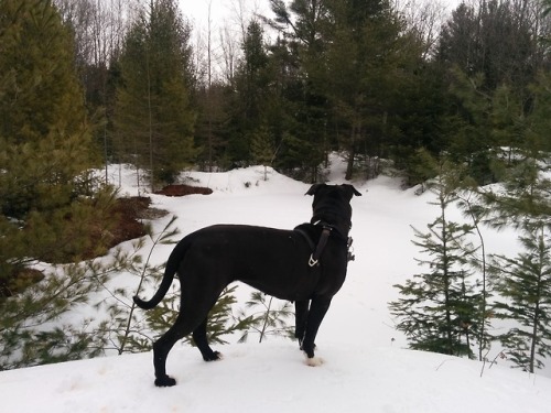 Winter’s still here, so it’s snowy walks still