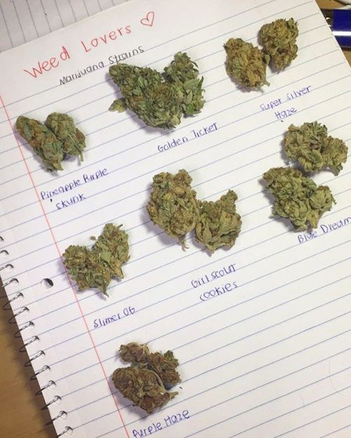 Weed lovers For more thedailychief.tumblr.com:...