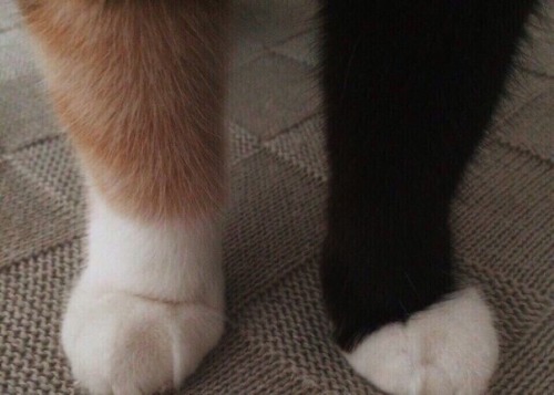 kitty