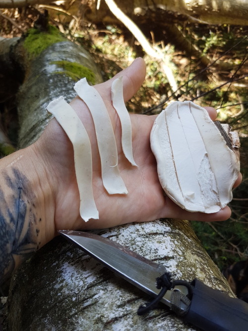 purebushcraft:Piptoporus Betulinus more commonly known as...