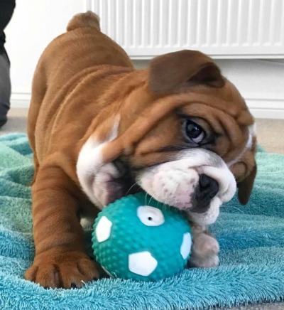 Resultado de imagen para puppy bulldogs tumblr