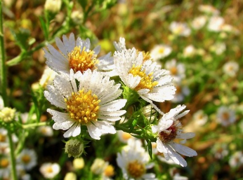 geopsych:Asters with fog droplets.