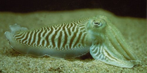 tsunamisamm:some of my favorite images of the cuttlefish