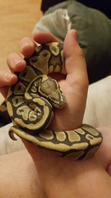 boop noodle