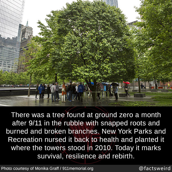 Weird Facts, There was a tree found at ground zero a month...