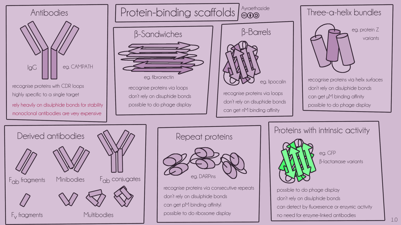 composition of antibody versus protein scaffold