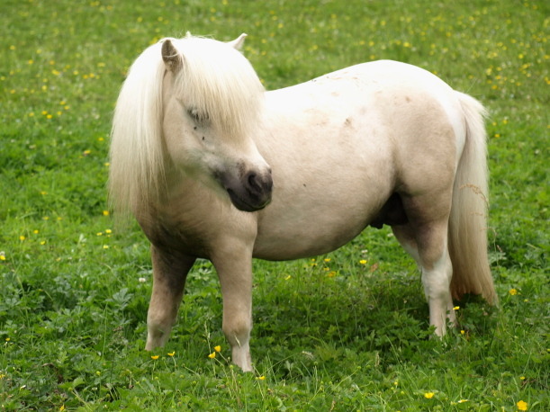 Don't Get Bit — The Falabella miniature horse is one of the...