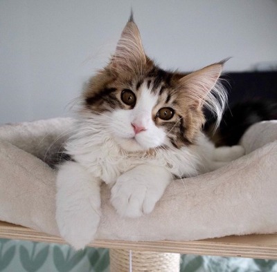 #cat from Animals are Friends