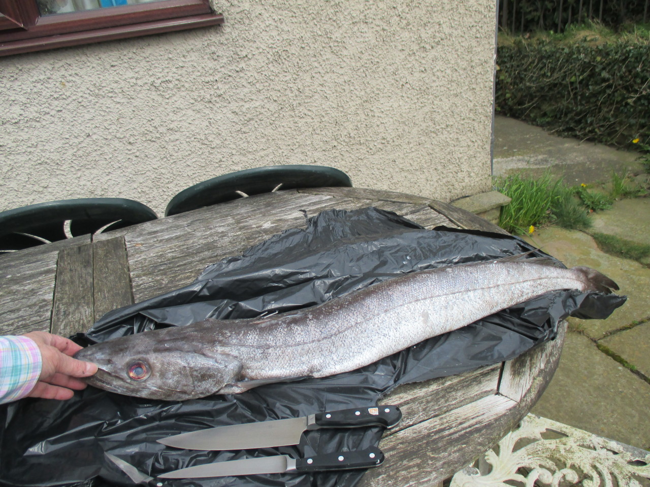Together in Bed — Super Silver Hake descaled and ready...