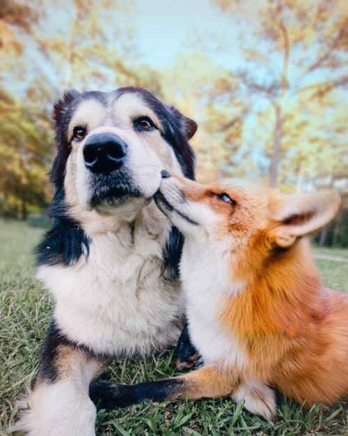 veryverycuteanimals:Home is wherever I’m with you (Source:… -...