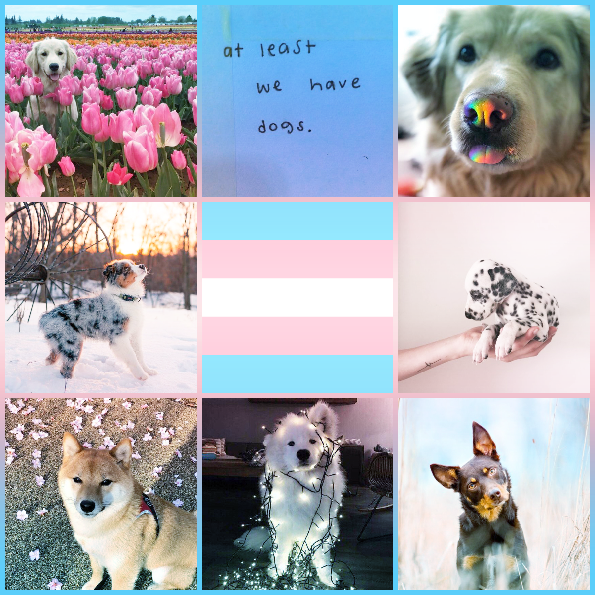 LGBTQ+ Moodboards \u2014 Transgender moodboard with dogs for...