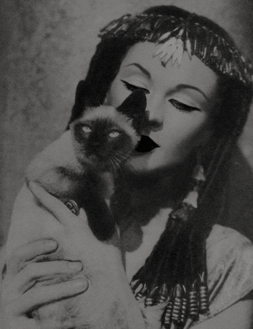 vivien-leigh:“You look just like a Persian kitten and that is...