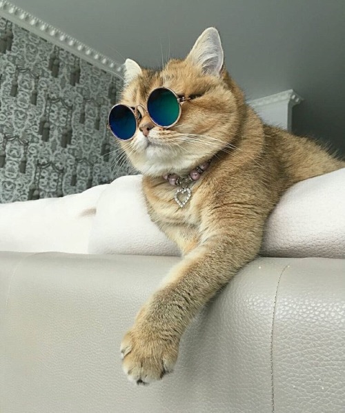 That is one cool cat.