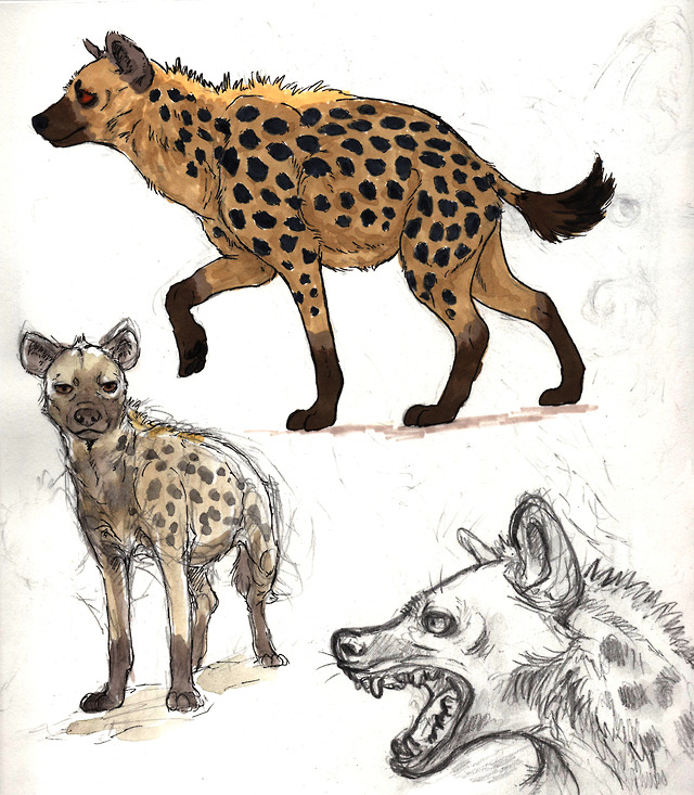 Briarhide Art — A bunch of spotted hyena sketches and doodles I...