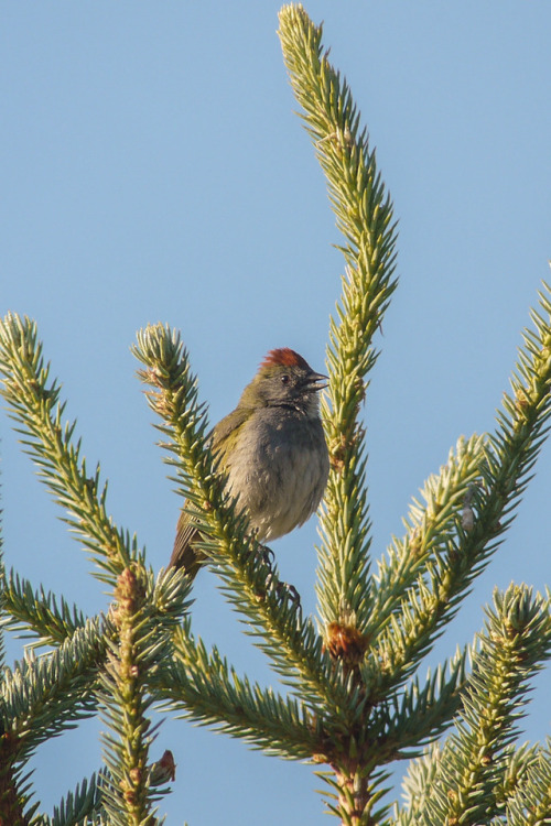 debunkshy:Green-tailed TowheeElk Creek Campground, CO6 July...