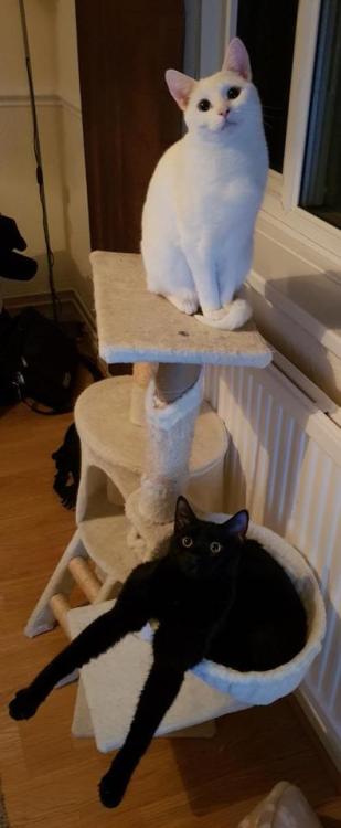 awwww-cute:2 (very different) cats of mine (Source:...