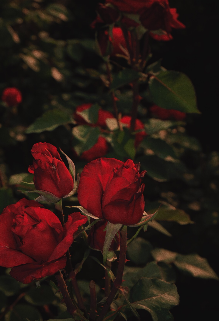 Red Rose | Tumblr