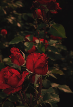 ผล๥าร๨้นหารูปภาพสำ​หรับ rose tumblr