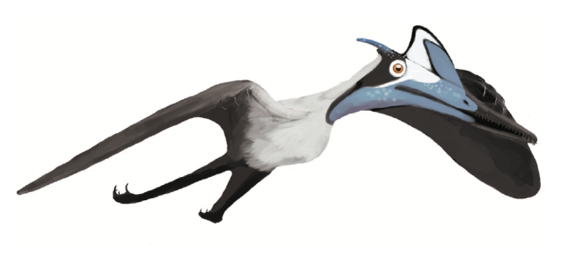 pterodactylus kochi