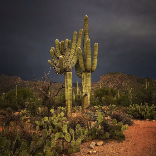 chillypepperhothothot:saguaro pair under a monsoon sky… by...