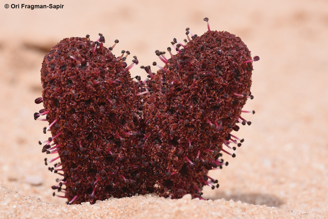 A Parasitic Plant Rises From The Desert In Jordan Observation Of The Week