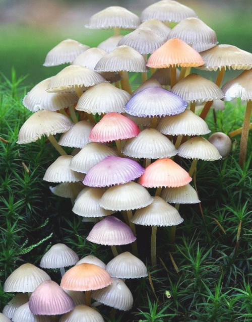 Genus Mycena