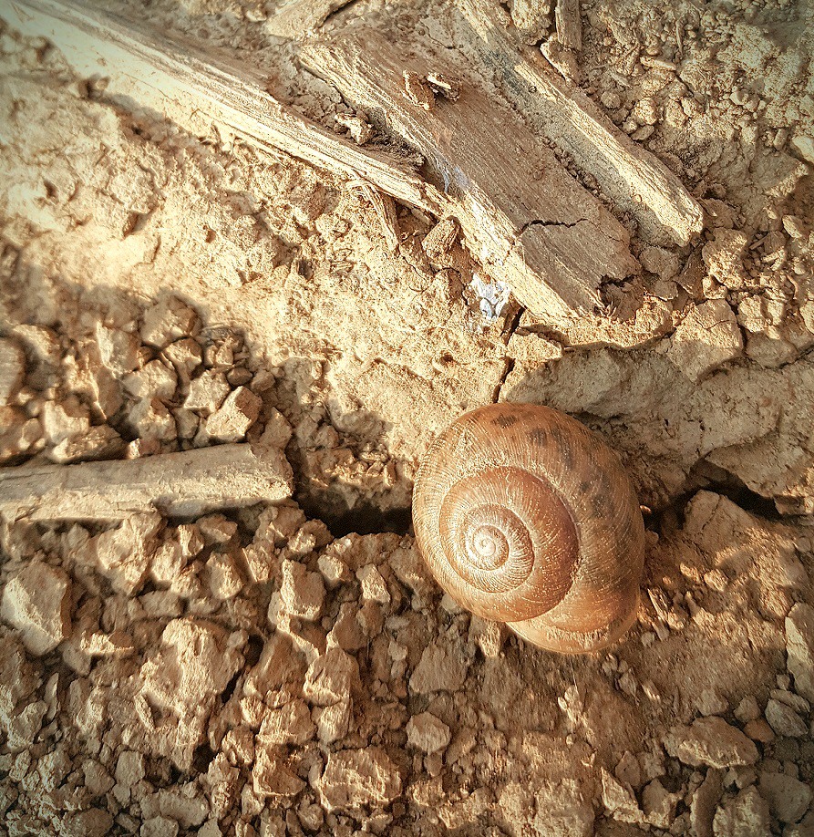 Image of a spiraling snail shell cracked dirt and...