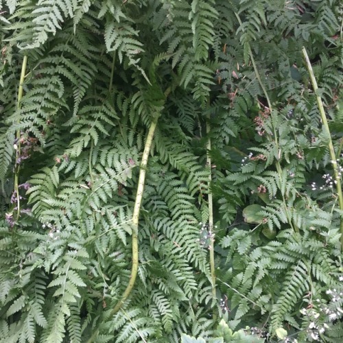 leaves, flowers, ferns