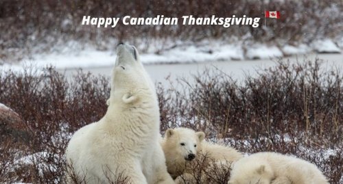 johnnyslittleanimalblog:Happy Thanksgiving, Canada–––home to...