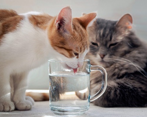 catsuggest:catsuggest:how to hydrate for summeryesexcellont choice correct goodtwo...