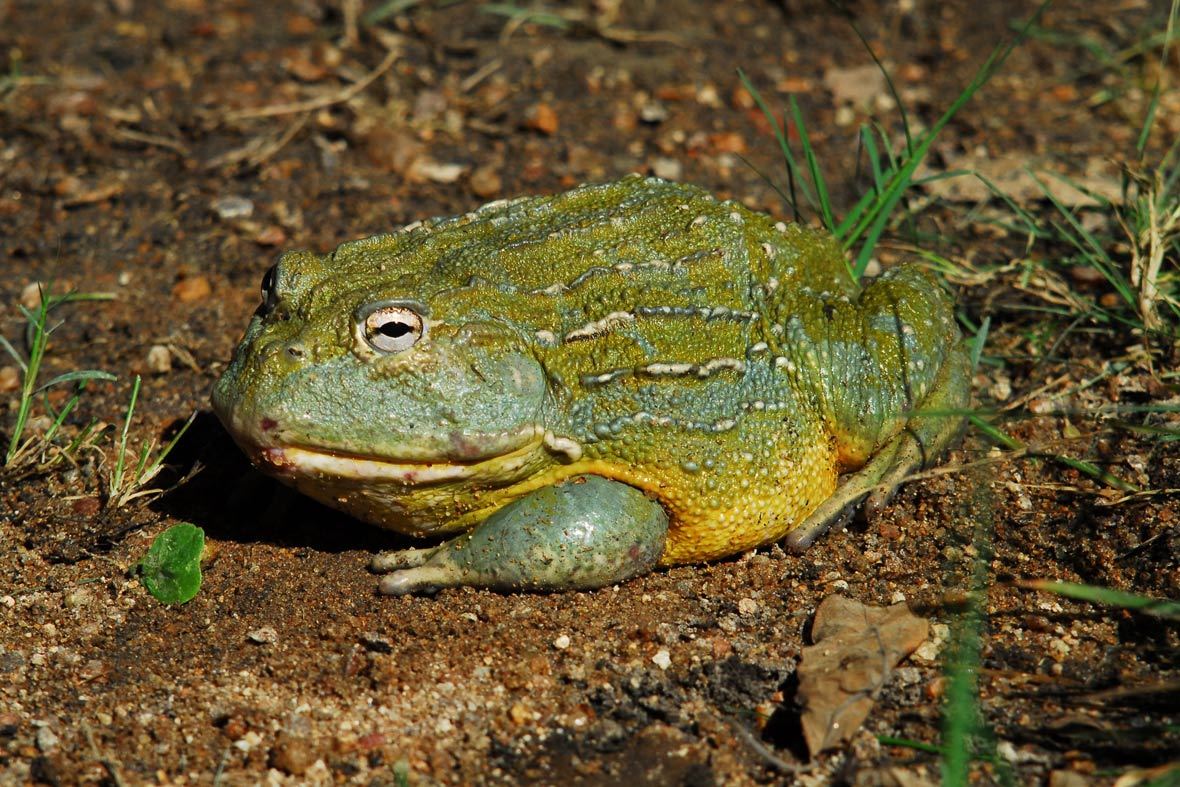 Oh Worm Ranking Of Roundest Frogs