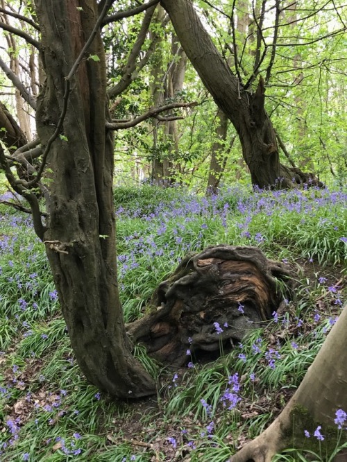 jillraggett:Plant of the DayMonday 30 April 2018The students...