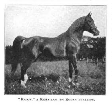 arabian arabian horse arab arab horse asil arabian asil al khamsa wilfrid blunt wilfrid scawen blunt w s blunt w. s. blunt blunt crabbet crabbet arabian crabbet arabians crabbet arabian stud crabbet park crabbet park stud raouf shieha ajman ahmar astraled shanfara shahwan 1904 1889 1906 1890 1900