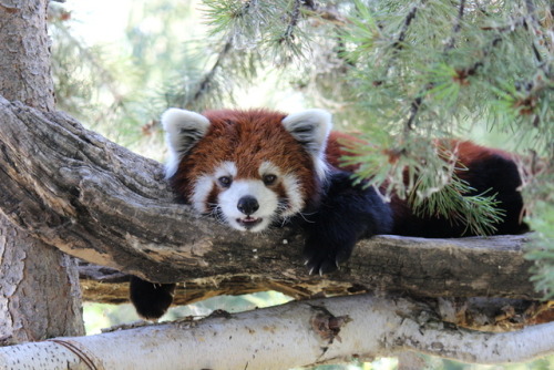 “Red Panda”