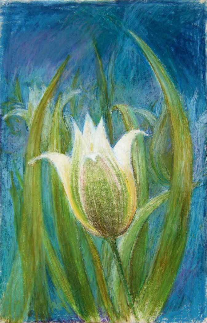 Denis Foussard Peintre Tulipe Botanique 2000 Pastel