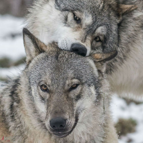 wolfscience:Maikan and Etu, almost two years now.Pics by...