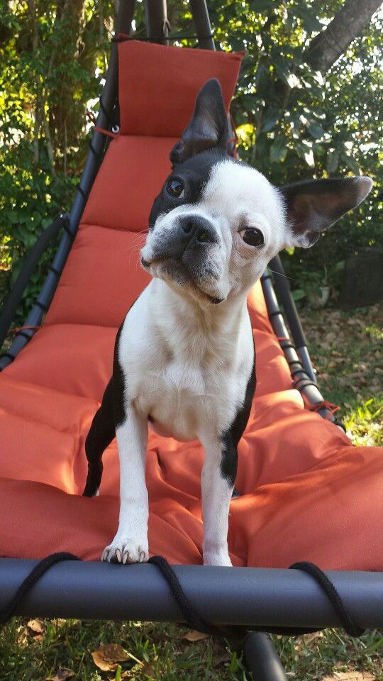 Boston Terrier Love Fest — Slight Head Tilt Boston Puppy