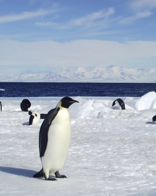 By popular demand, some Emperor penguins! You can see they are...