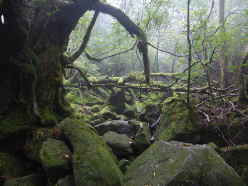 90377:Shiratani Unsuikyo - Yakushima by Obilabilon