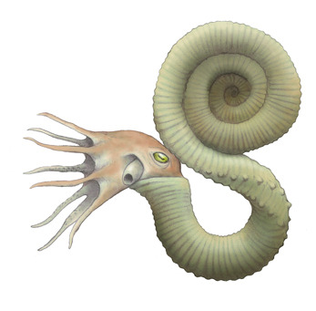 The Pravitoceras (1902) Phylum : Mollusca Class : - The Evolution Of 