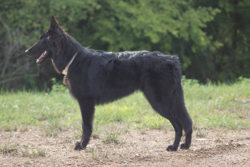 handsomedogs:Guess the Breed(s)This is Finch, he’s 8 months...