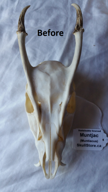 leucrotta:my muntjac is all done! cleaned and degreased and...