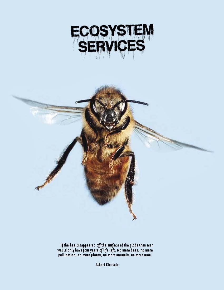 What happens if the bees disappear What happens if the bees disappear